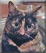 Prilla the Tortoiseshell Cat