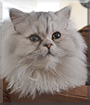 Dempsey the Persian Cat