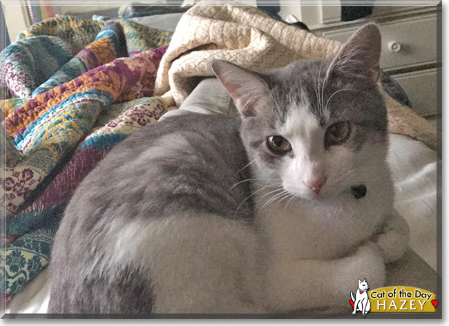 Crapouille the Cat
