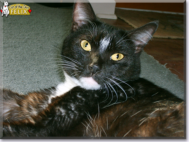 Loki the Selkirk Rex