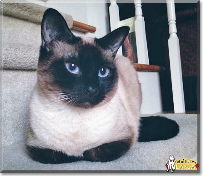 Sadie-Mae the Siamese mix, the Cat of the Day