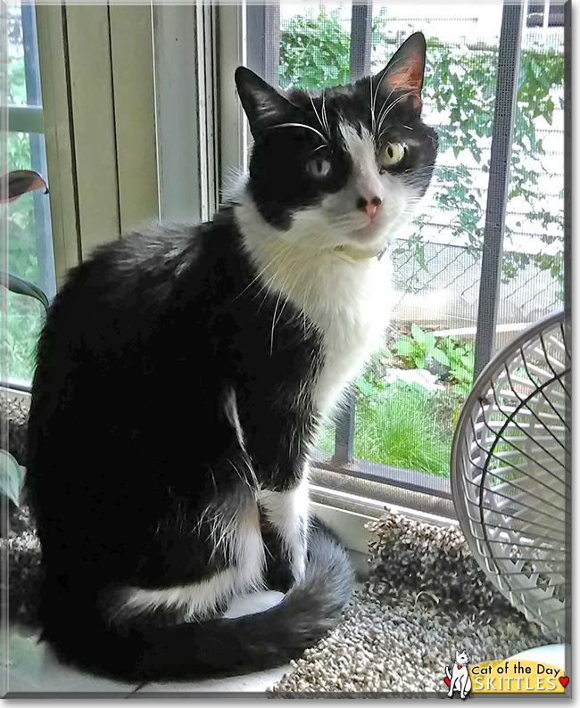 Skittles the Tuxedo Cat