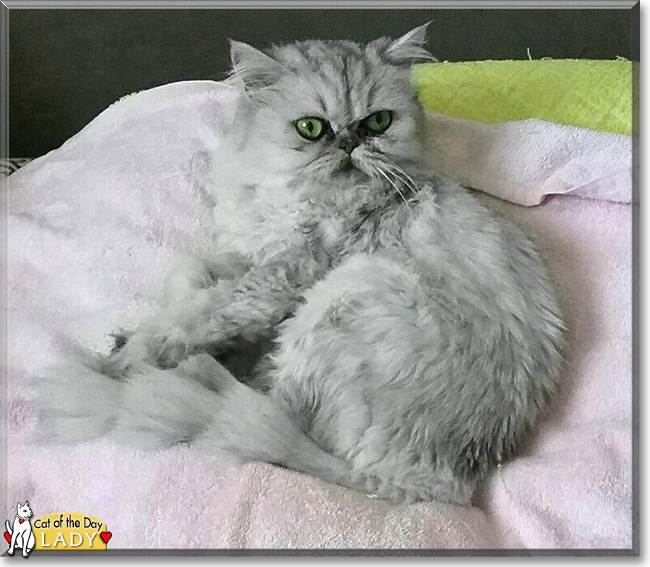 Lady the Persian Cat