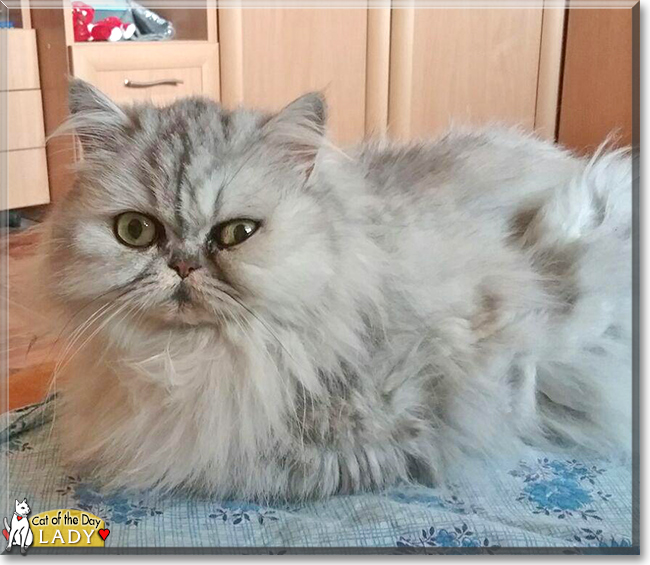 Lady the Persian Cat