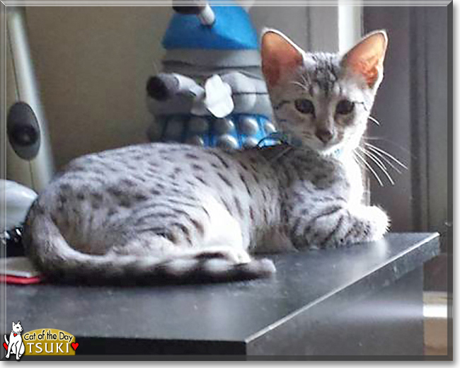 Tsuki the Egyptian Mau