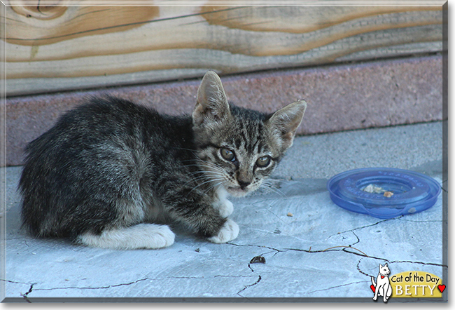 Betty Bopster the Tabby, the Cat of the Day