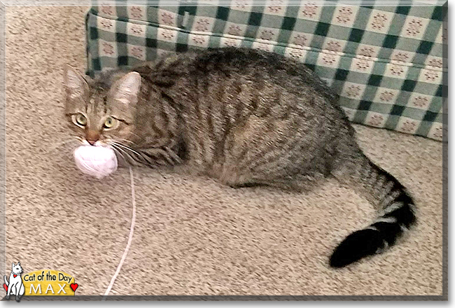 Max the Brown Tabby, the Cat of the Day