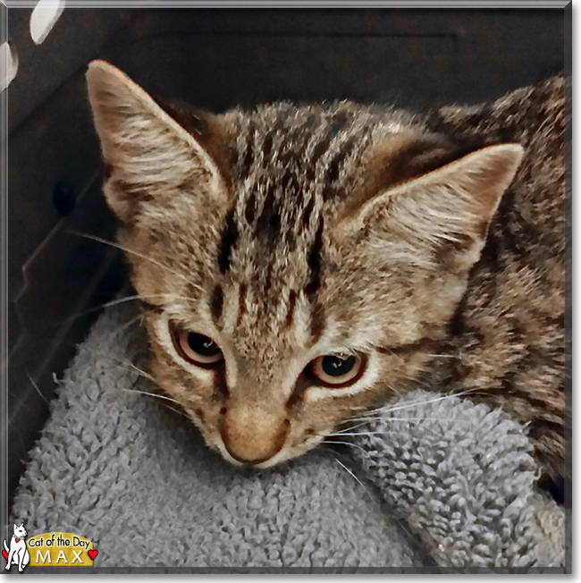 Max the Brown Tabby, the Cat of the Day