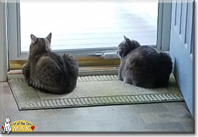 Max the Brown Tabby, the Cat of the Day