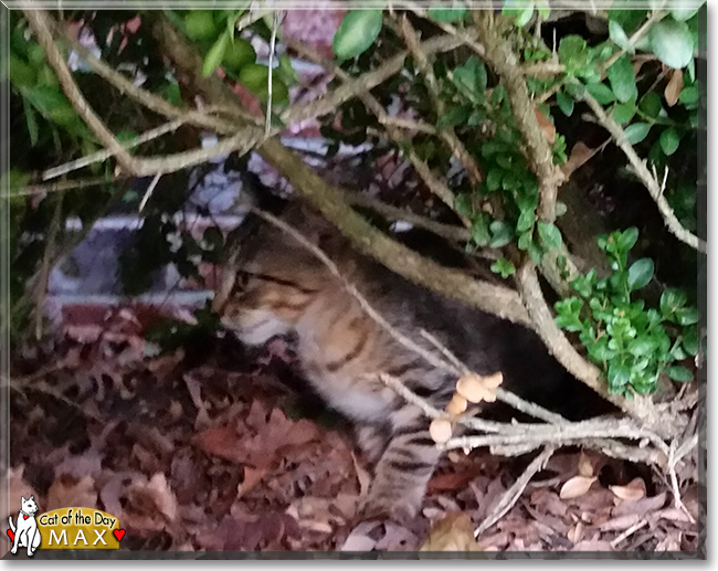 Max the Brown Tabby, the Cat of the Day