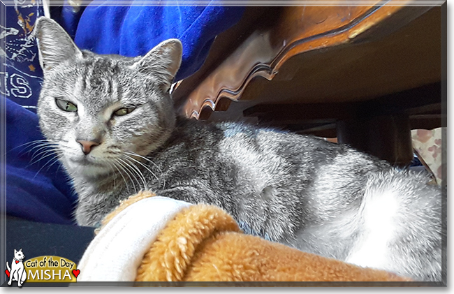 Misha the Tabby Shorthair, the Cat of the Day