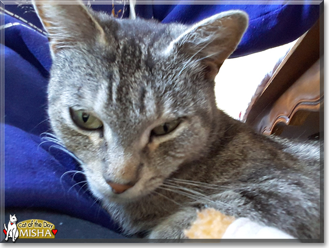 Misha the Tabby Shorthair, the Cat of the Day