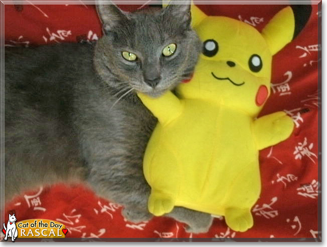 Rascal the Russian Blue mix, the Cat of the Day