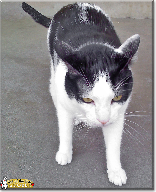Goober the Shorthair Cat, the Cat of the Day