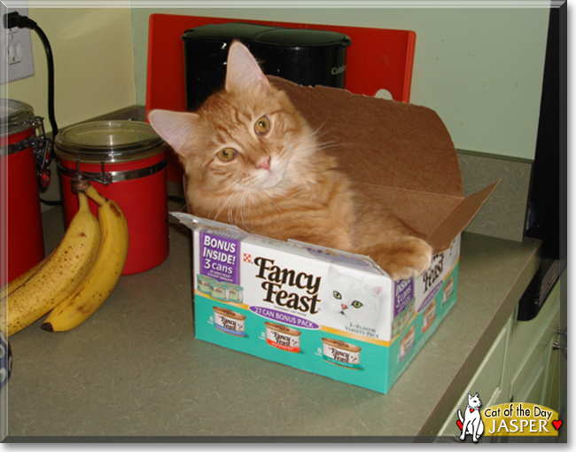 Jasper the Orange Tabby, the Cat of the Day