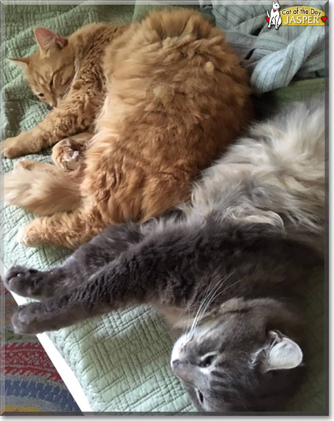 Jasper the Orange Tabby, the Cat of the Day