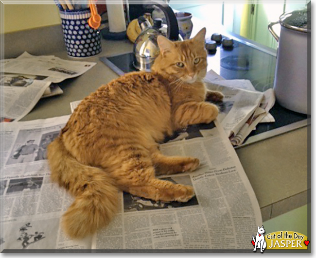 Jasper the Orange Tabby, the Cat of the Day