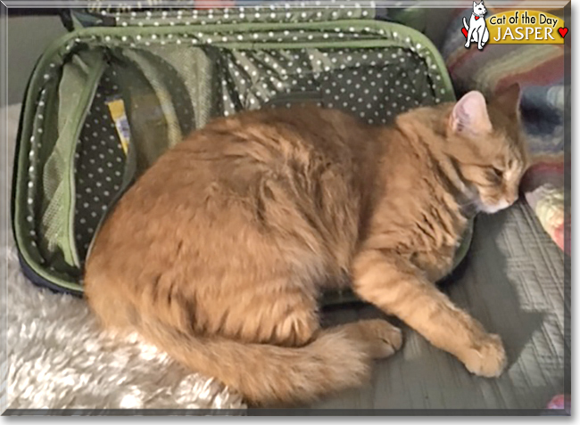 Jasper the Orange Tabby, the Cat of the Day