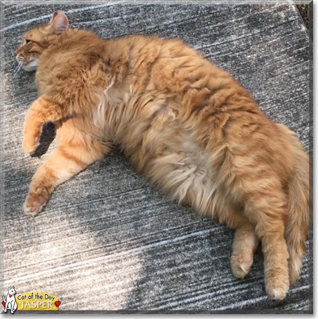 Jasper the Orange Tabby, the Cat of the Day