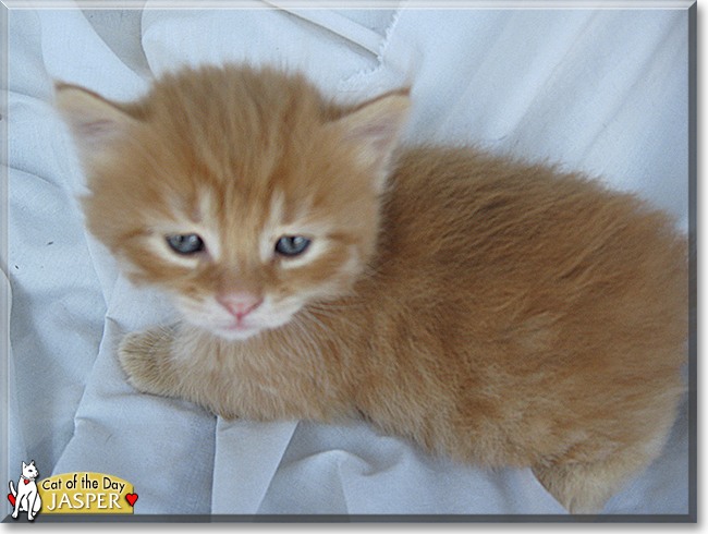 Jasper the Orange Tabby, the Cat of the Day