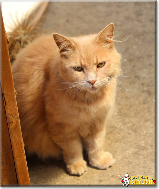 Shyloh the Domestic Longhair, the Cat of the Day