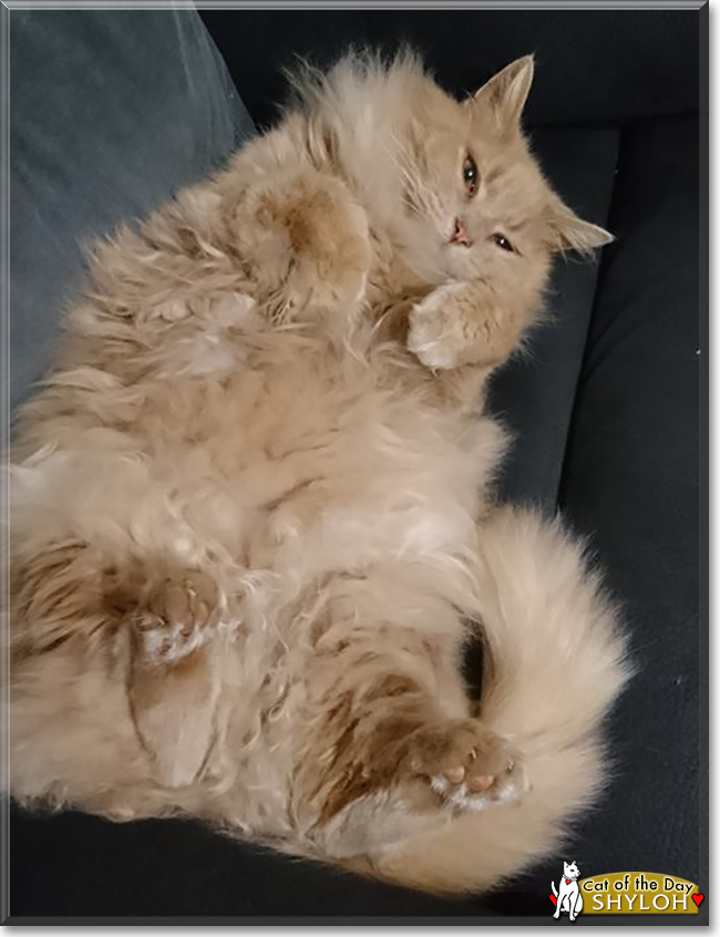 Shyloh the Domestic Longhair, the Cat of the Day