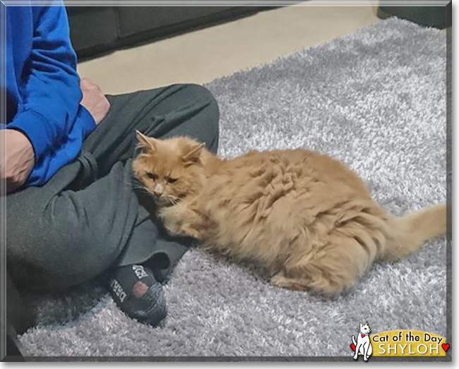 Shyloh the Domestic Longhair, the Cat of the Day