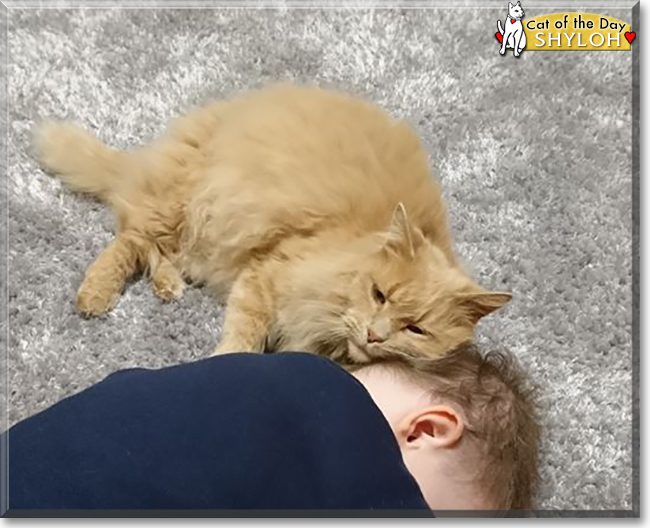 Shyloh the Domestic Longhair, the Cat of the Day