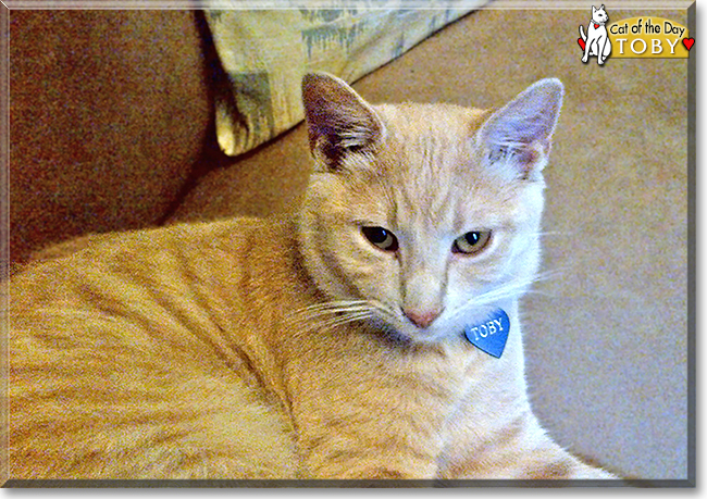 Toby the Cream Tabby, the Cat of the Day