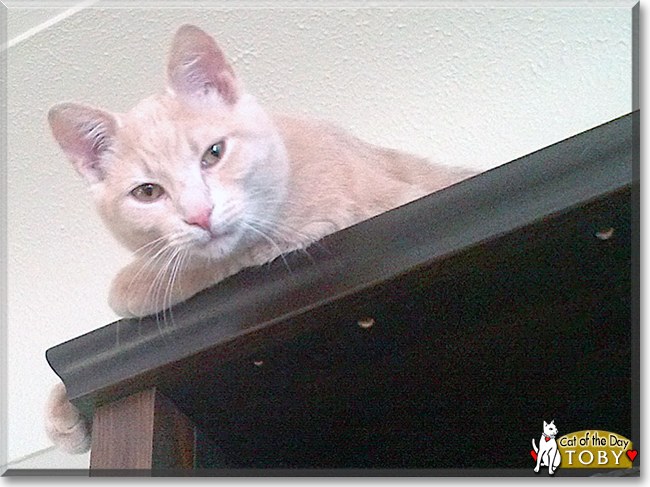 Toby the Cream Tabby, the Cat of the Day