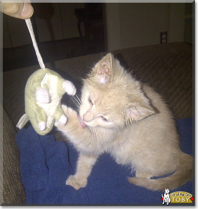 Toby the Cream Tabby, the Cat of the Day