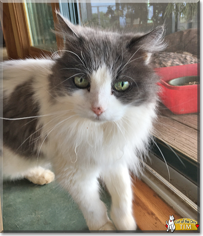 Tim the Domestic Cat, the Cat of the Day