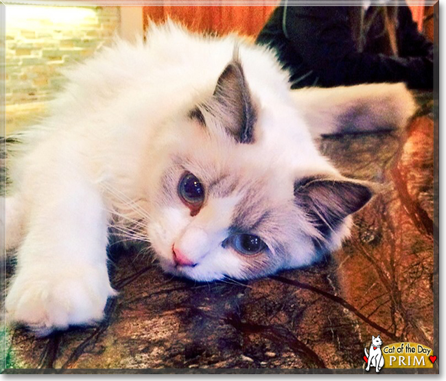 Prim the Ragdoll, the Cat of the Day