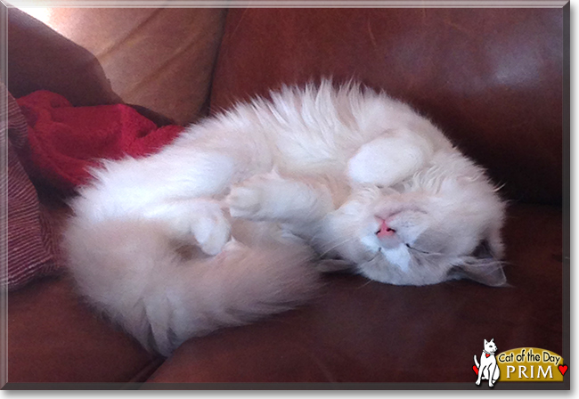 Prim the Ragdoll, the Cat of the Day