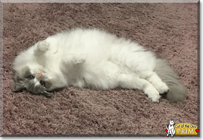 Prim the Ragdoll, the Cat of the Day