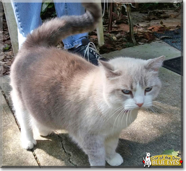 Blue Eyes the Siamese mix, the Cat of the Day