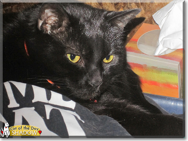 Shadow the American Shorthair Mix, the Cat of the Day