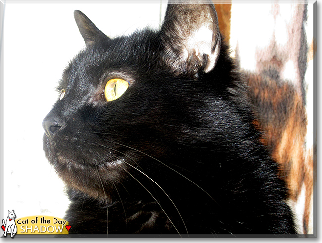 Shadow the American Shorthair Mix, the Cat of the Day