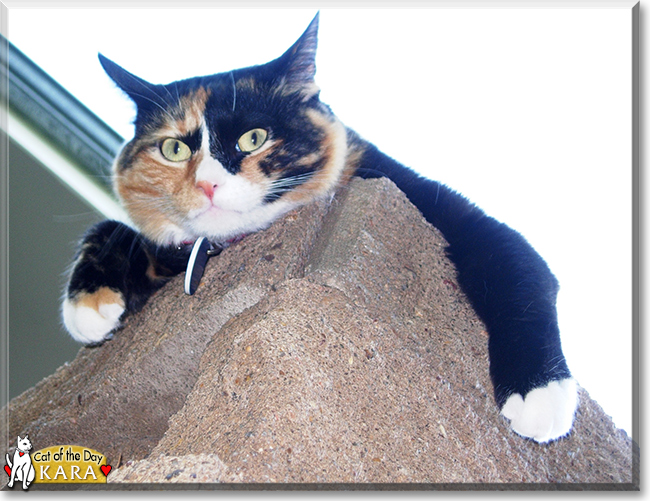 Kara the Tortoiseshell Shorthair, the Cat of the Day