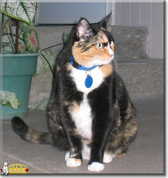 Kara the Tortoiseshell Shorthair, the Cat of the Day