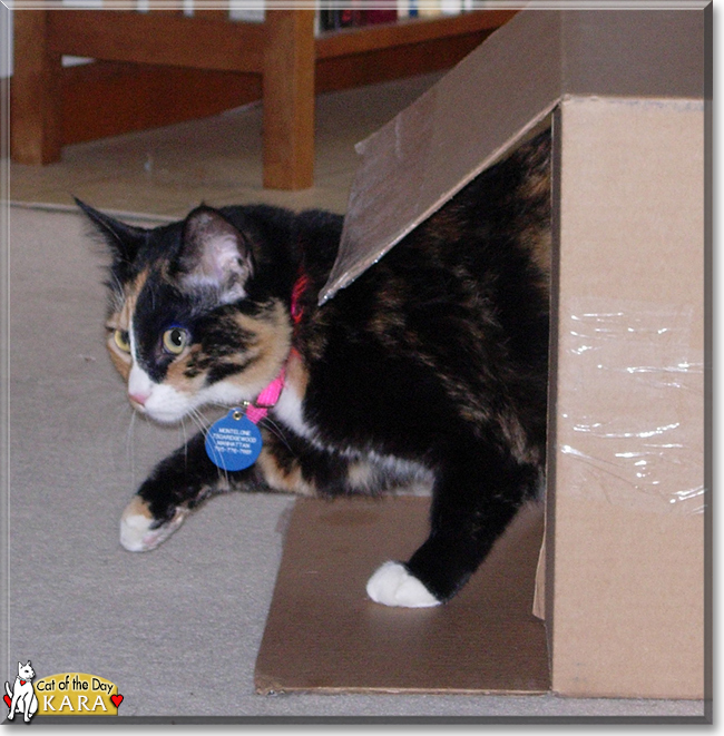 Kara the Tortoiseshell Shorthair, the Cat of the Day