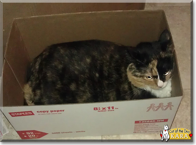 Kara the Tortoiseshell Shorthair, the Cat of the Day