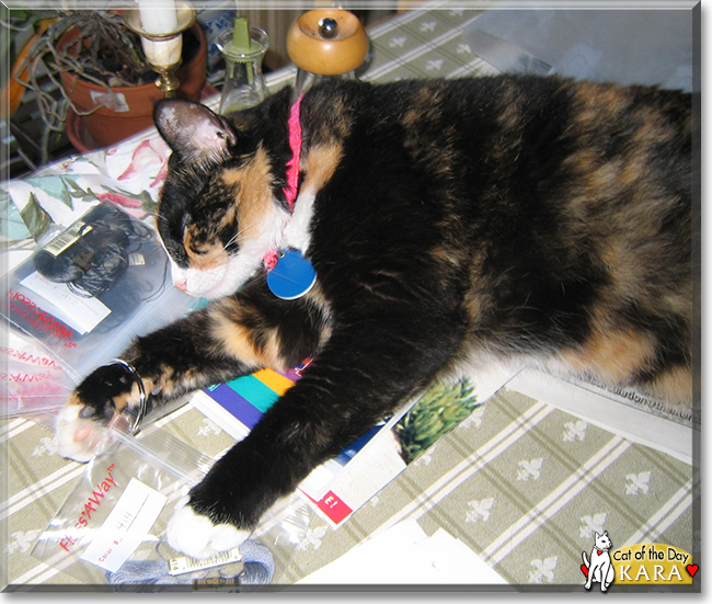 Kara the Tortoiseshell Shorthair, the Cat of the Day