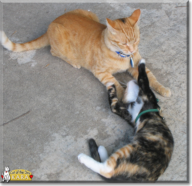 Kara the Tortoiseshell Shorthair, the Cat of the Day