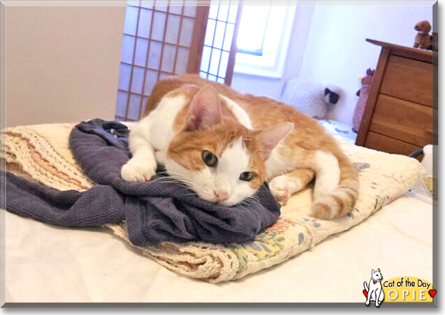 Opie the Orange Tabby mix, the Cat of the Day