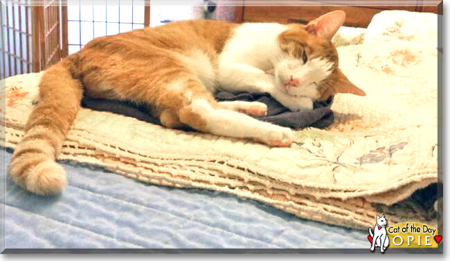 Opie the Orange Tabby mix, the Cat of the Day