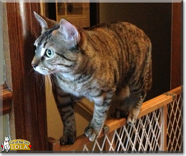 Lola the Domestic Tabby Mix, the Cat of the Day