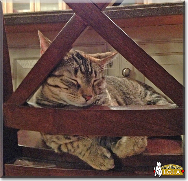 Lola the Domestic Tabby Mix, the Cat of the Day