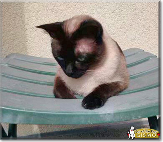 Gismo the Siamese Cat, the Cat of the Day