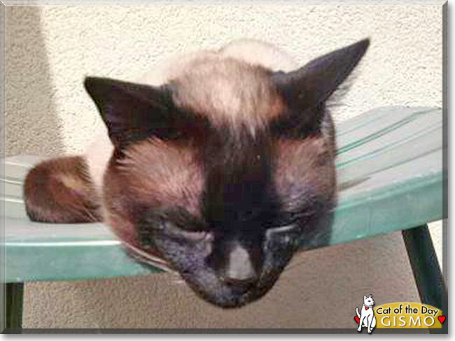 Gismo the Siamese Cat, the Cat of the Day